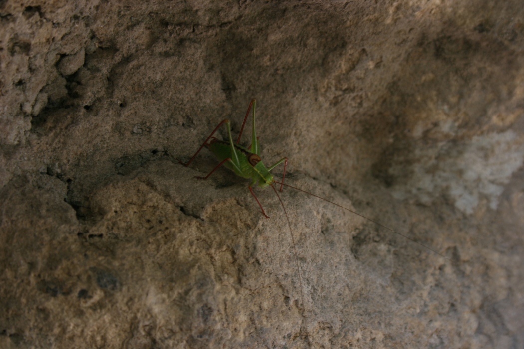 Leptophyes laticauda (Phaneropteridae)